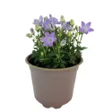 Plava zvončika Pearl Blue (Campanula)