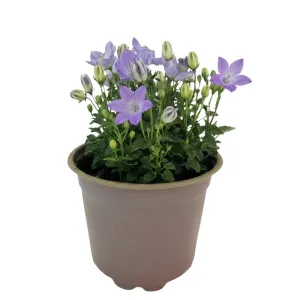Plava zvončika Pearl Blue (Campanula)