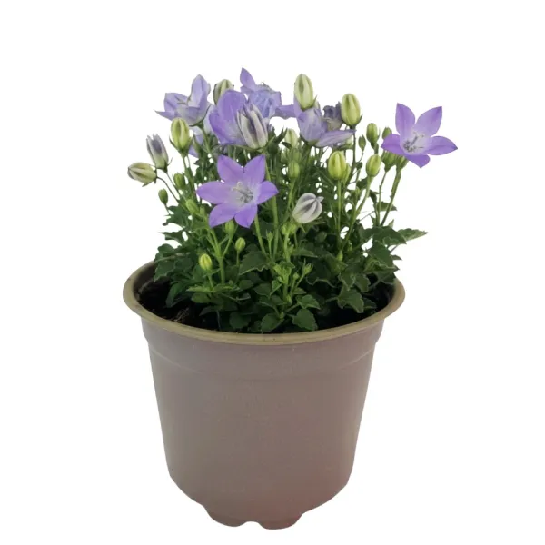 Plava zvončika Pearl Blue (Campanula)