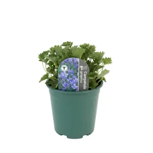 Garganska zvončika (Campanula garganica)