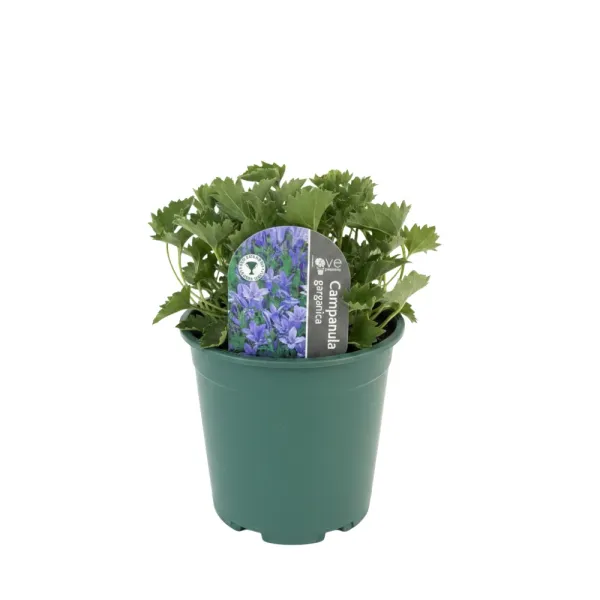 Garganska zvončika (Campanula garganica)