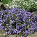 Garganska zvončika (Campanula garganica)