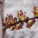 Poljski brijest (Ulmus minor) u tegli 2 L