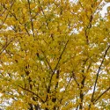Poljski brijest (Ulmus minor) u tegli 2 L