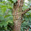 Poljski brijest (Ulmus minor) u tegli 2 L