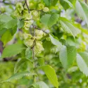 Poljski brijest (Ulmus minor) u tegli 2 L