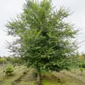 Poljski brijest (Ulmus minor) u tegli 2 L