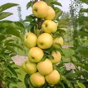 Jabuka stupolika Bolero