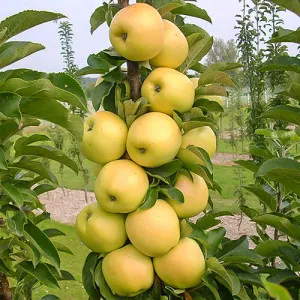 Jabuka stupolika Bolero