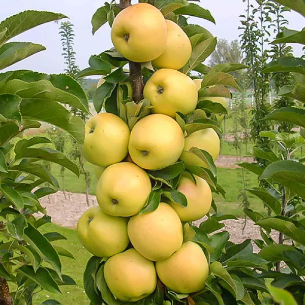 Jabuka stupolika Bolero