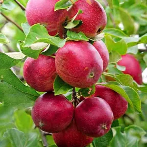 Jabuka stupolika Red Shar