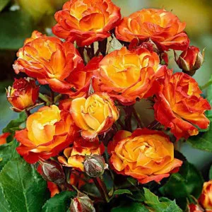 Ruže floribunda Rumba