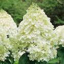 Hortenzija paniculata Silver Dollar