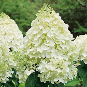 Hortenzija paniculata Silver Dollar