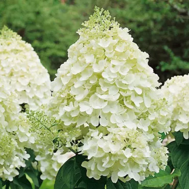 Hortenzija paniculata Silver Dollar