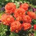 Ruže floribunda Orange