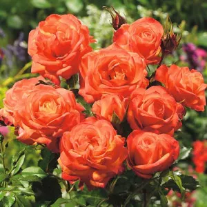 Ruže floribunda Orange