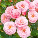 Ruže floribunda Pink