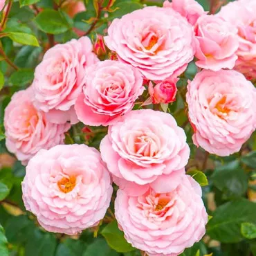 Ruže floribunda Pink