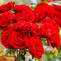 Ruže floribunda Red