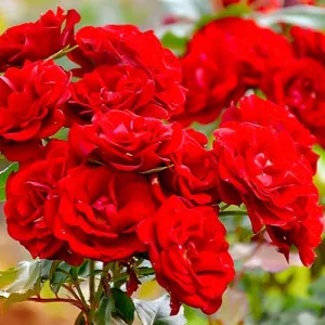 Ruže floribunda Red