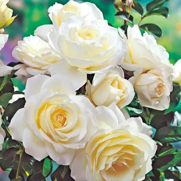 Ruže floribunda White