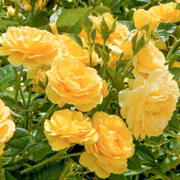 Ruže floribunda Yellow