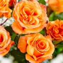 Ruže čajevke Orange