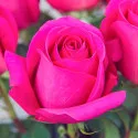 Ruže čajevke Pink