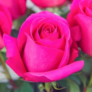 Ruže čajevke Pink