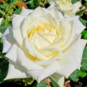 Ruže čajevke White