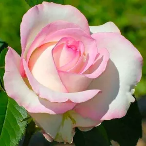 Ruže čajevke White Pink