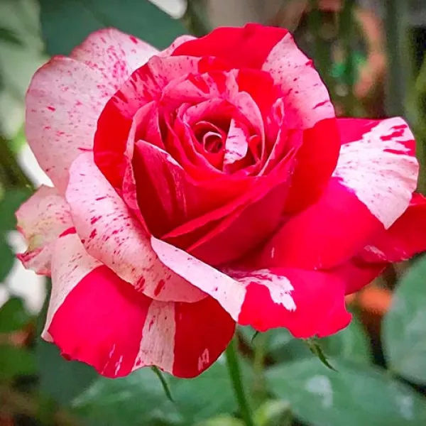 Ruže čajevke White Red