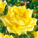 Ruže čajevke Yellow