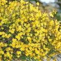 Zimski jasmin