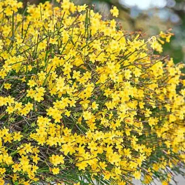 Zimski jasmin