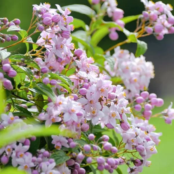 Deutzija Mont Rose