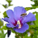 Hibiskus Oiseau Blue