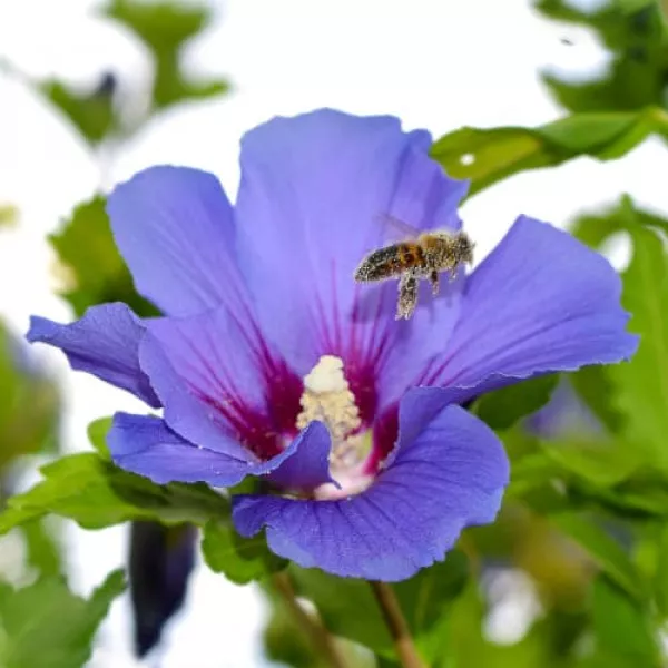 Hibiskus Oiseau Blue
