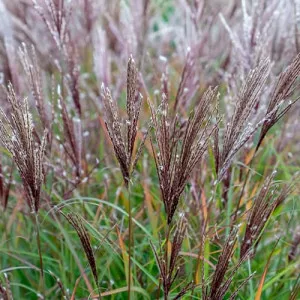 Miscanthus Ferner Osten