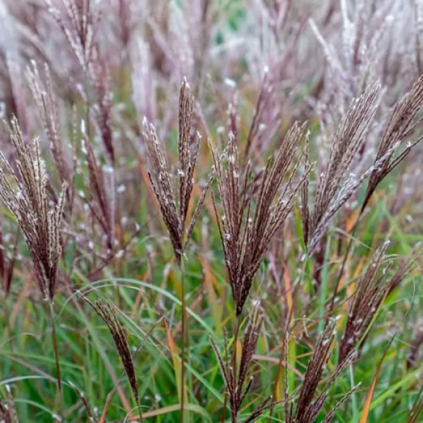 Miscanthus Ferner Osten