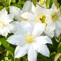 Clematis Lemon Chiffon