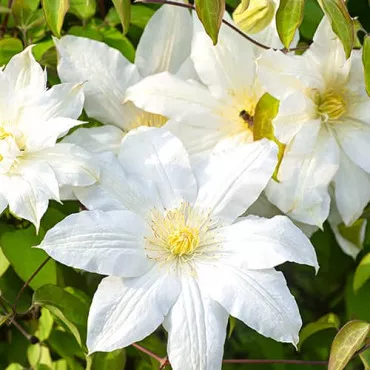 Clematis Lemon Chiffon