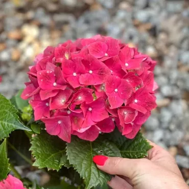 Hortenzija macrophylla Alpengluhen