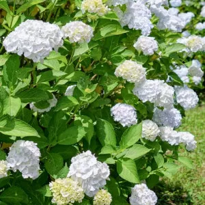 Hortenzija macrophylla Soeur Therese