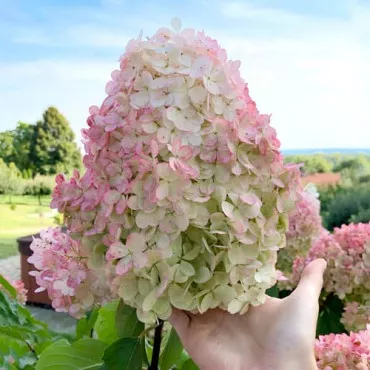 Hortenzija paniculata Vanilla Fraise