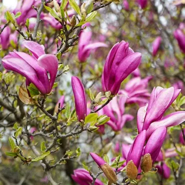 Magnolija George Henry Kern