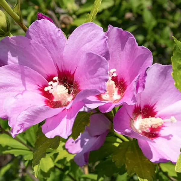 Hibiskus Woodbridge