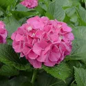 Hortenzija macrophylla Pia