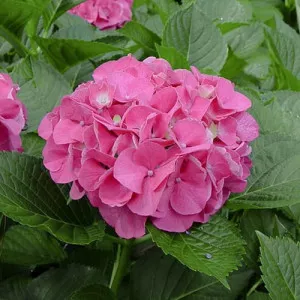 Hortenzija macrophylla Pia